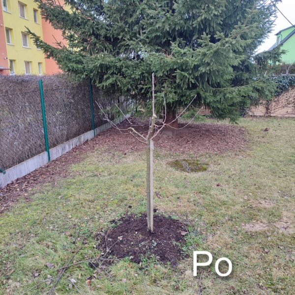IMG_20260213_094349 upravený